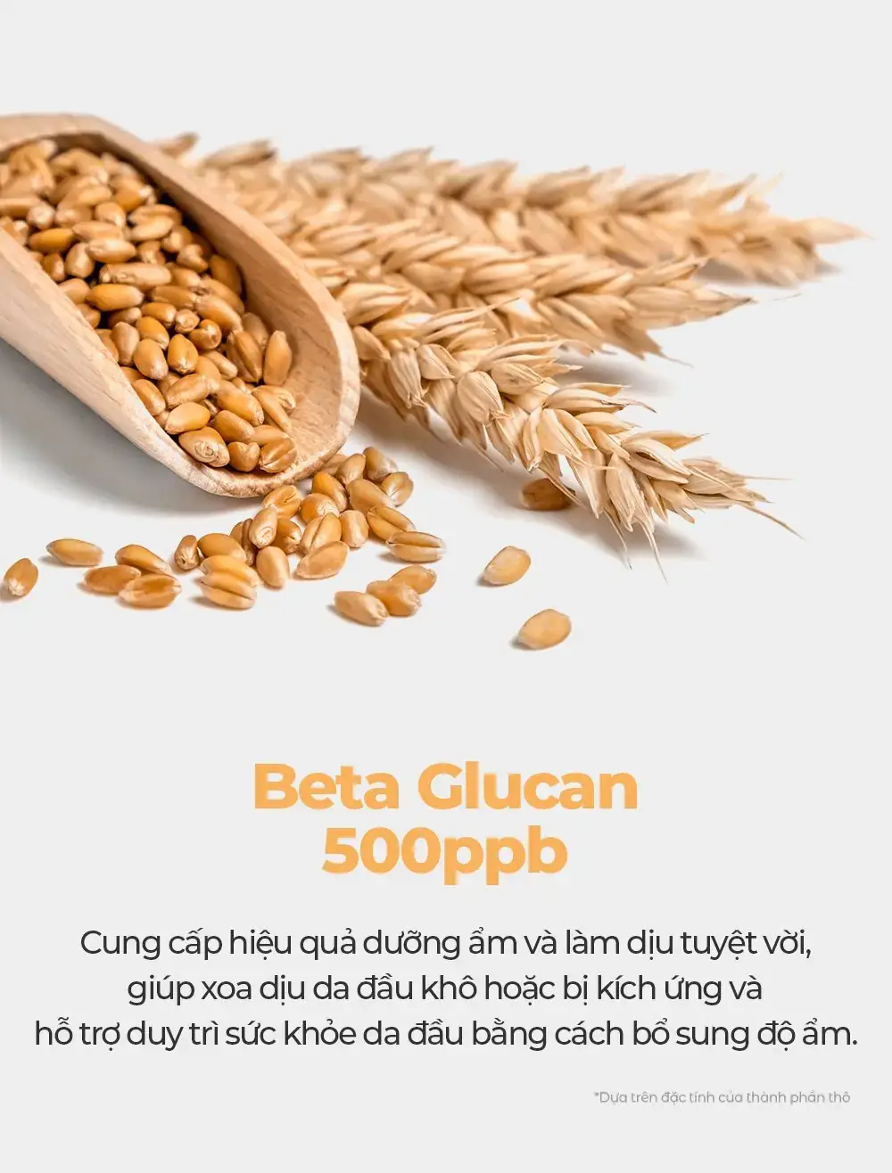 Bông và hạt lúa mì trong muỗng gỗ minh họa Beta Glucan 500ppb trong xịt dưỡng tóc Carenel High Intensity Anti Hair Loss Scalp Tonic